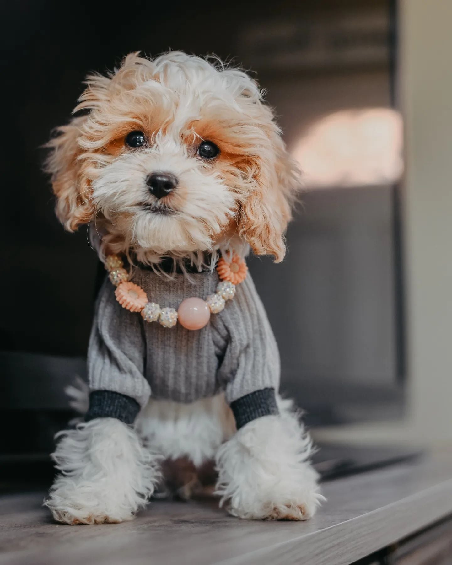 Cavapoo shop top