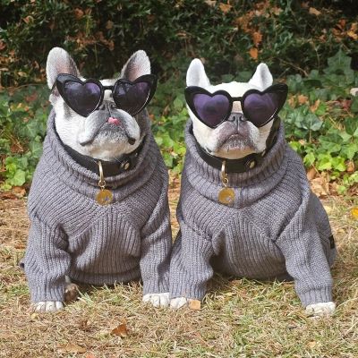 French Bulldogs Exploring the Truth About Hypoallergenic Claims Fitwarm