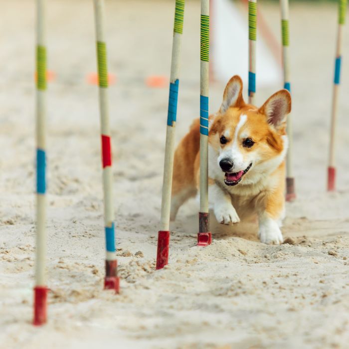 Corgi agility fashion