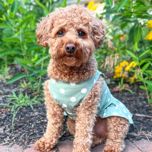 Dog Outfits for Every Spring Occasion