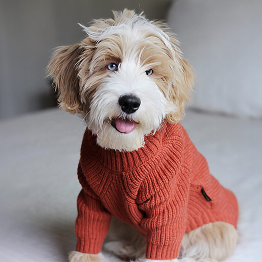 Emerson Knitted Dog Jumper - Modern Pets