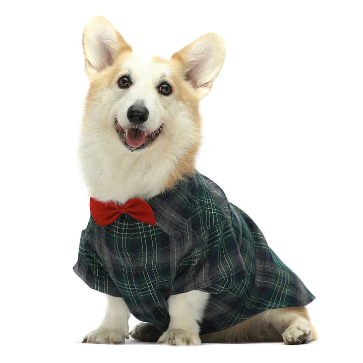 Corgi in a Green Striped Dog Shirt