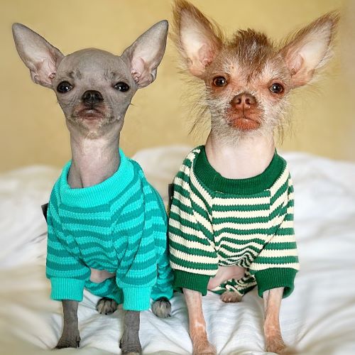 Discovering the Enchanting World of Hairless Chihuahuas