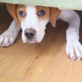 Why Do Dogs Love Hiding in Small Spaces?