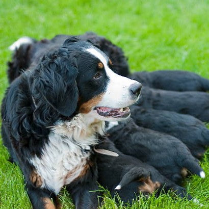 Everything You Need to Know About Dog Pregnancy