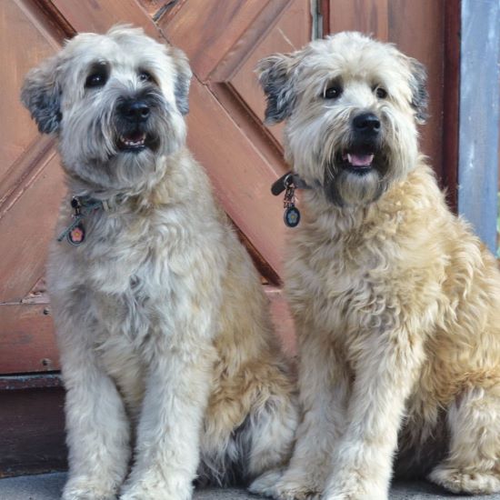 Soft Coated Wheaten Terrier: A Delightful and Loyal Companion