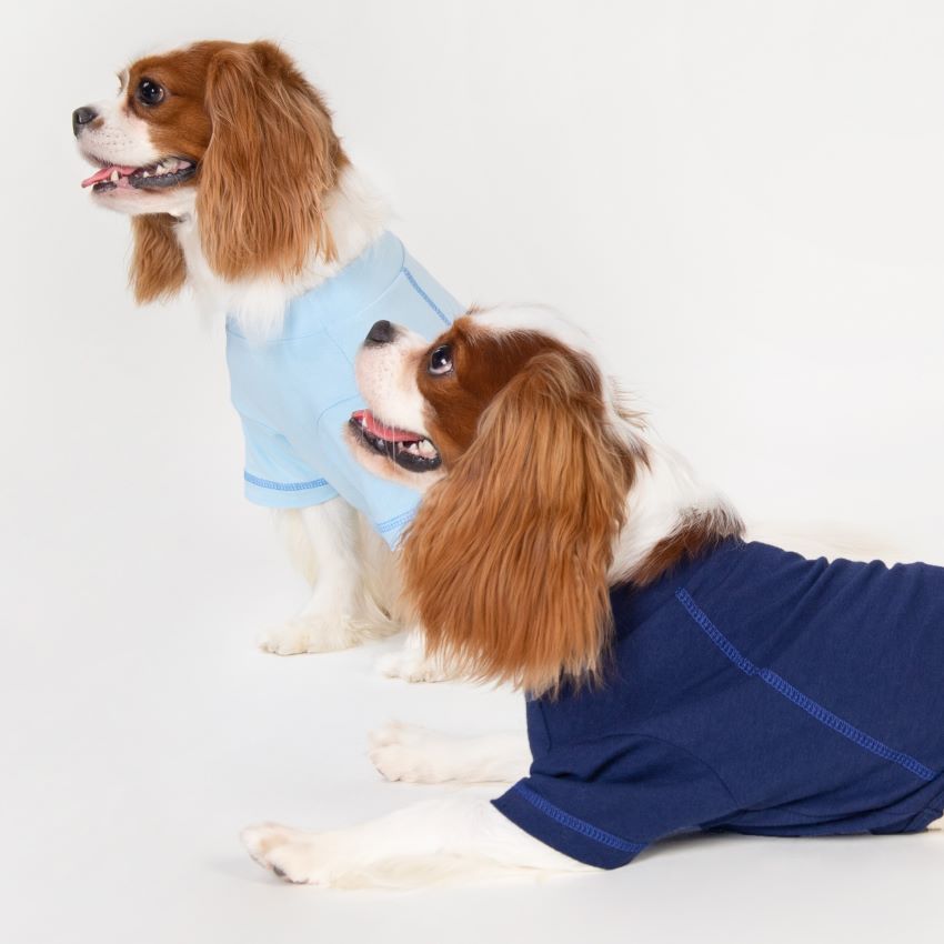 Cavalier King Charles Spaniels in Blue Summer Dog Shirt