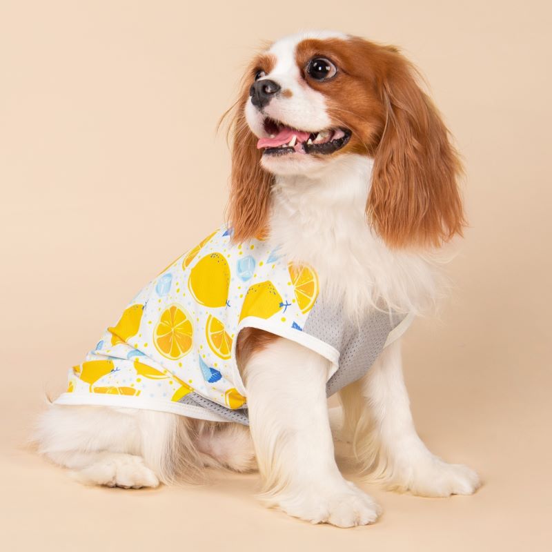 Lemon Print Dog Cooling Vest for Cavalier King Charles Spaniel - Fitwarm Dog Clothes