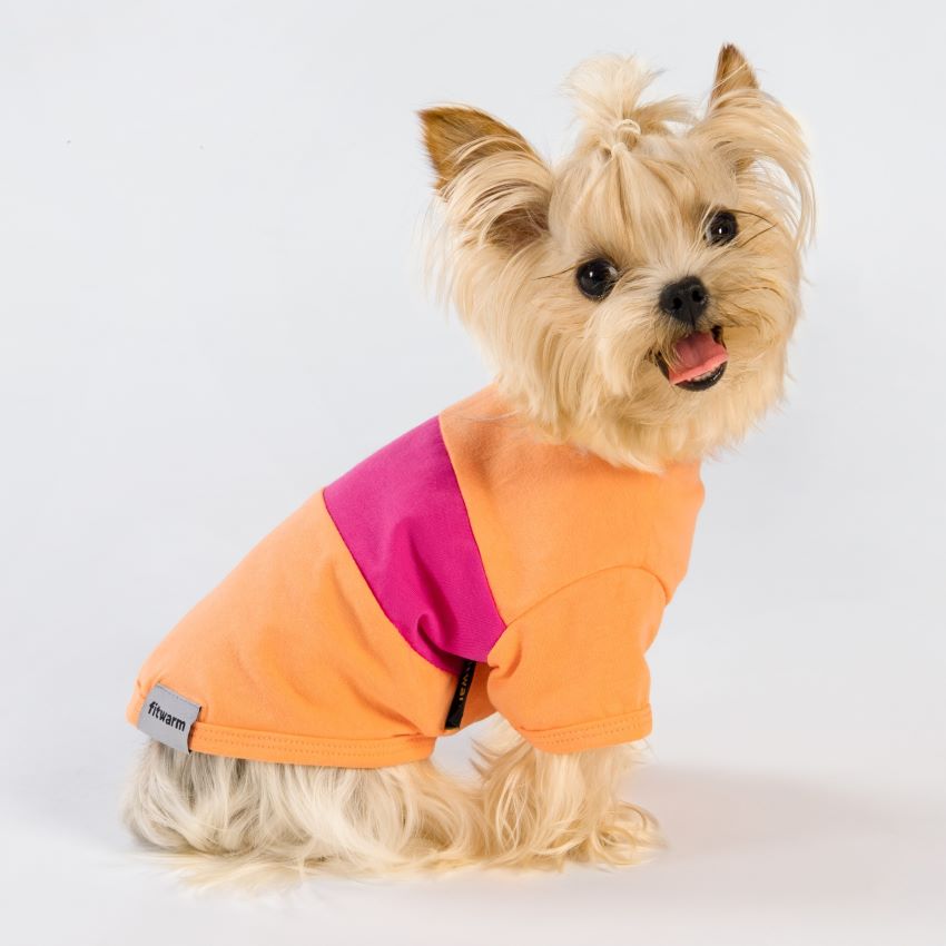 Yorkie in a Color Block Summer Dog Shirt