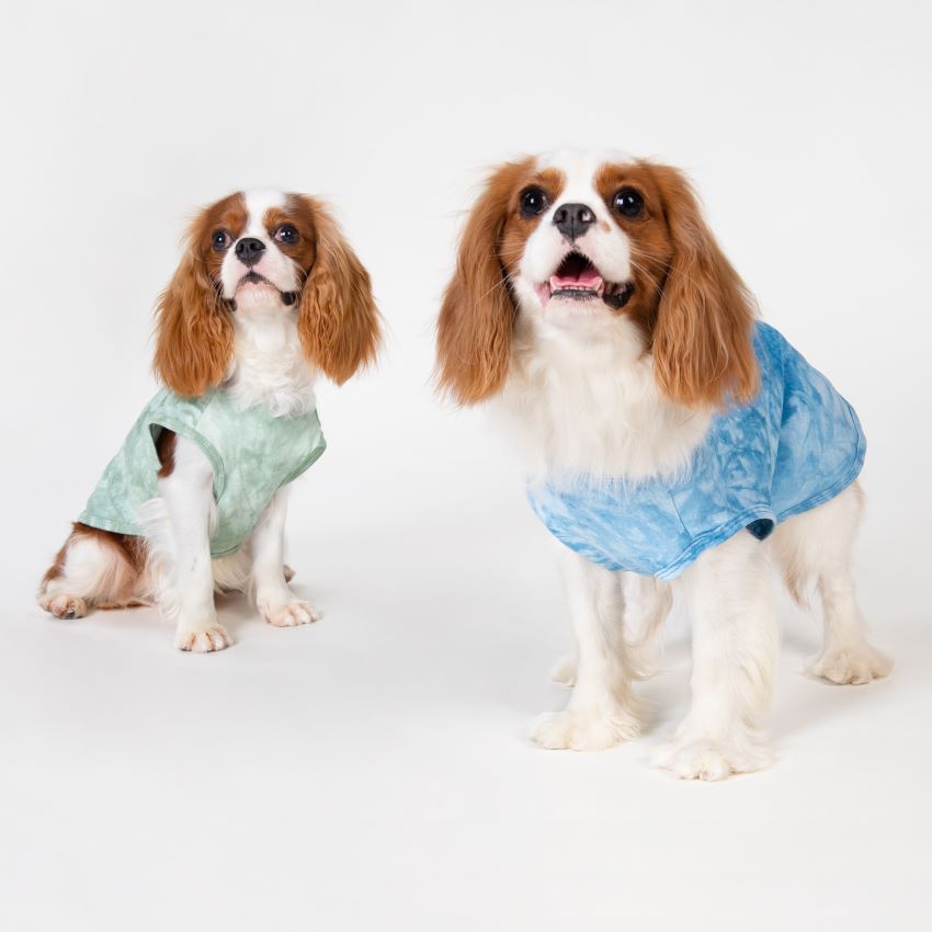 Essential Guide to Caring for Double-Coated Dogs