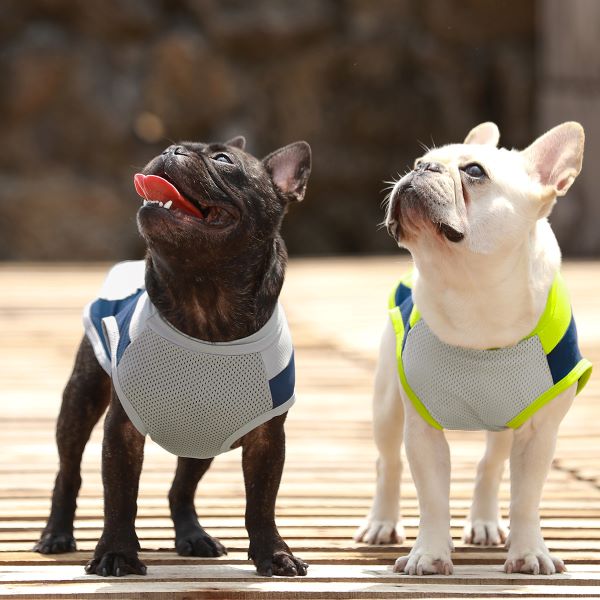 Protect Your Pup: The Benefits of Dog UV Shirts