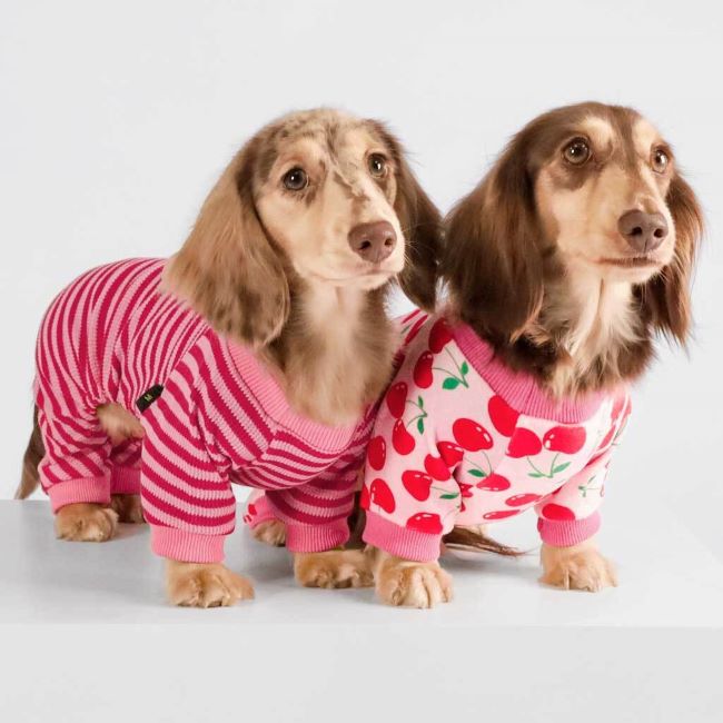 Chic and Cozy Outfits for Sausage Dogs: The Ultimate Style Guide