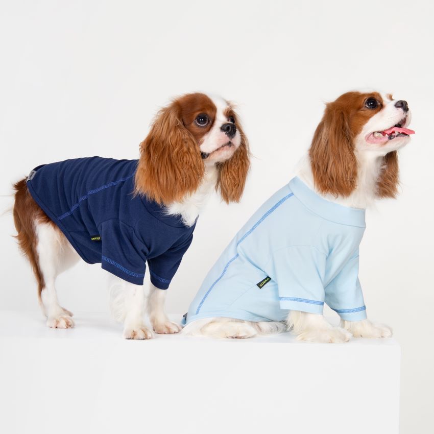 Cavalier King Charles Spaniels in Blue Summer Dog Shirts