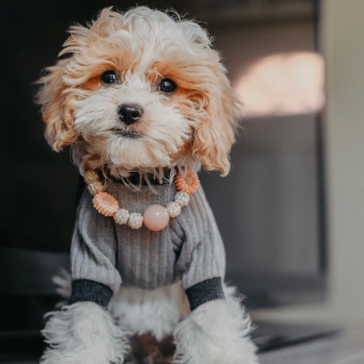 Cavapoo vs. Maltipoo: Which is the Right Puppy for You?