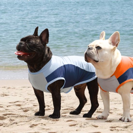 Keeping Your French Bulldogs Comfortable and Stylish in Outfits