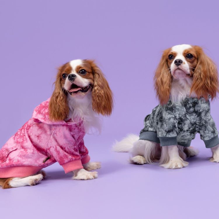 Cavalier King Charles Spaniel: A Beloved Companion for All