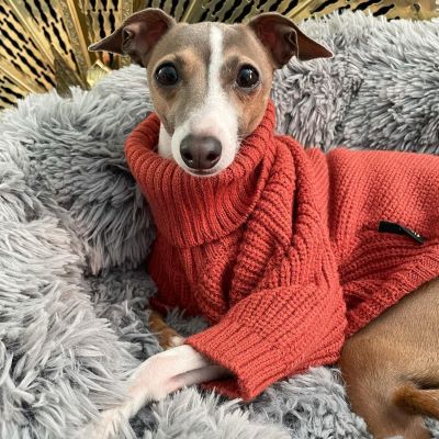 Whippet vs Italian Greyhound: Which Breed is Right for You?