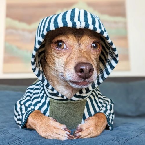 Dog in a Striped Dog Hoodie