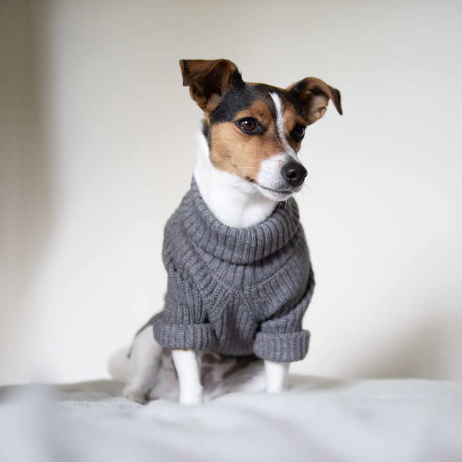 Everything You Should Know About Jack Russell Terriers