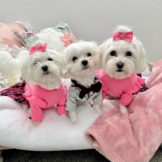 Maltese vs. Maltipoo: Which Breed is Right for You?