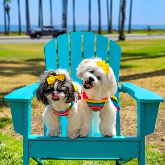 Colorful Fashion: Exploring the World of Rainbow Dog Costumes