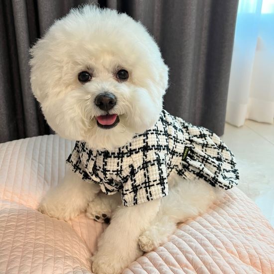 Unveiling the Secret Behind Bichon Frise's Smile