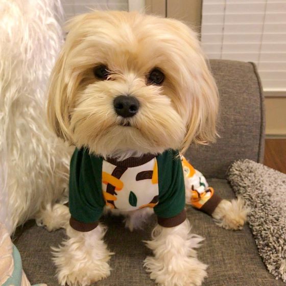 Morkie in a Cute Sloth Dog Onesie