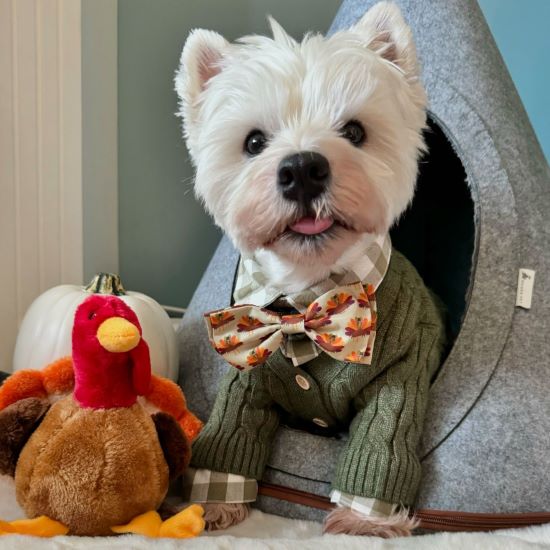 Westies: Beloved Little Terriers Winning Hearts Everywhere