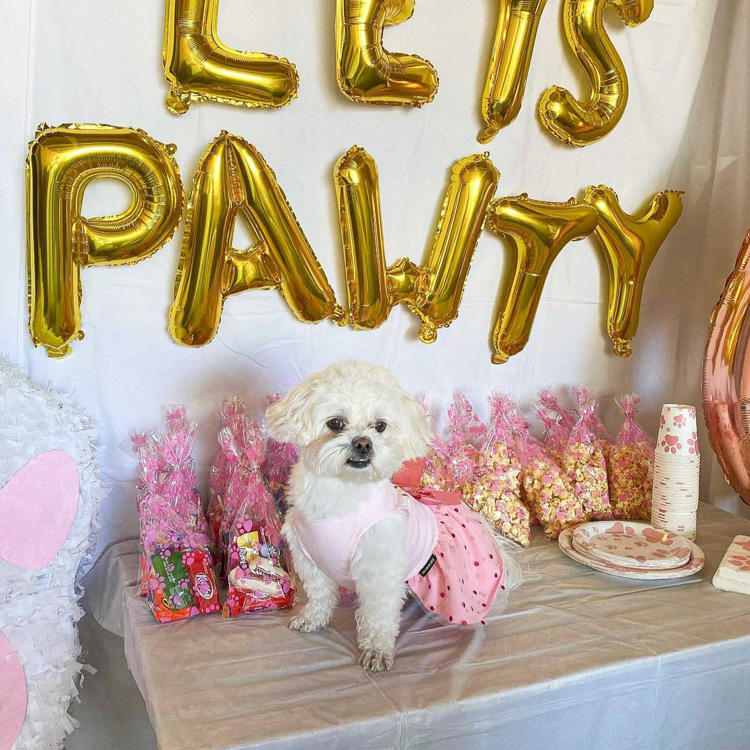 Make Your Dog's Birthday Special with a Dog Birthday Outfit