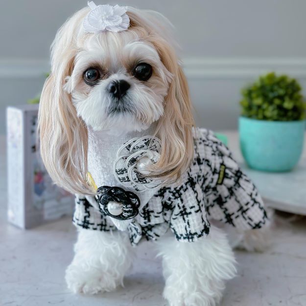 Shih Tzu in a Black and White Plaid Dog Dress