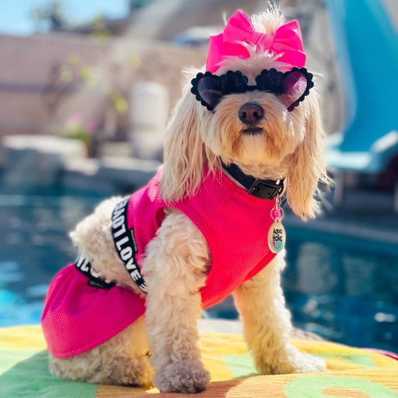 Summer Pet Grooming: Keep Your Dog Cool and Happy!