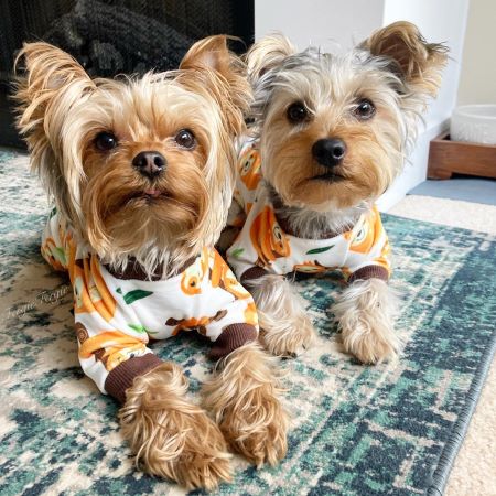 Yorkies in Funny Sloth Dog Pajamas