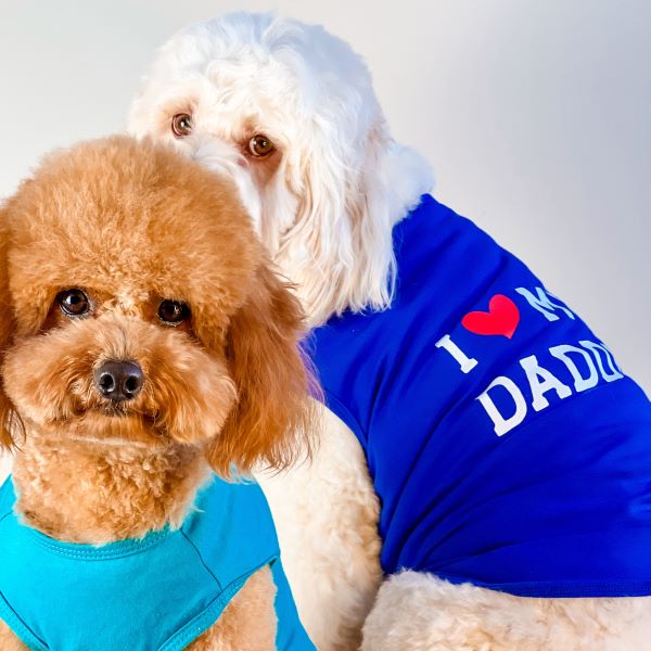 Cavoodles in Funny I Love My Daddy Dog Shirt