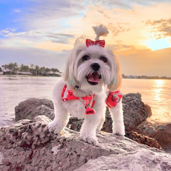 Dog in a Floral Dog Bikini