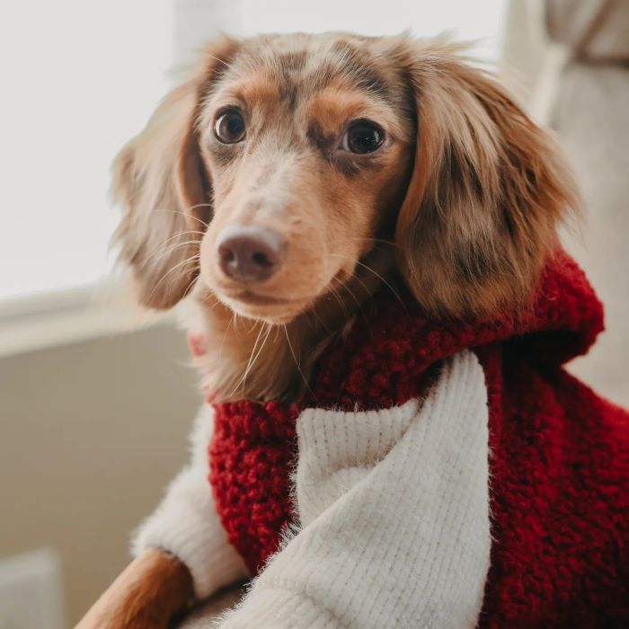 Discovering Dachshunds: A Global Perspective