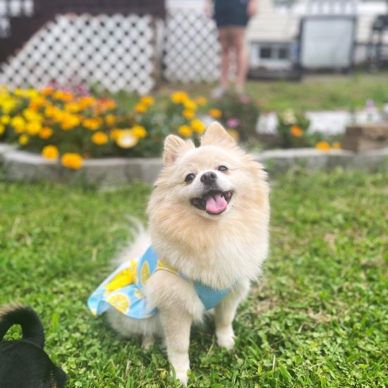 Pomeranian in a Lemon Dog Dress