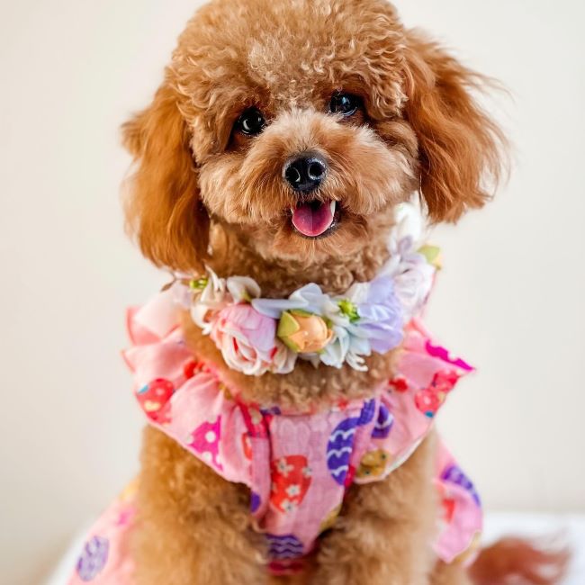 Cavoodle in a Pink Dog Dress with Egg Prints