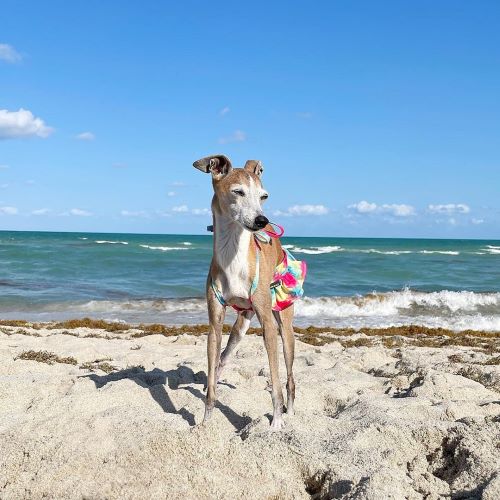 Italian Greyhound in a Tie Dye Dog Bikini