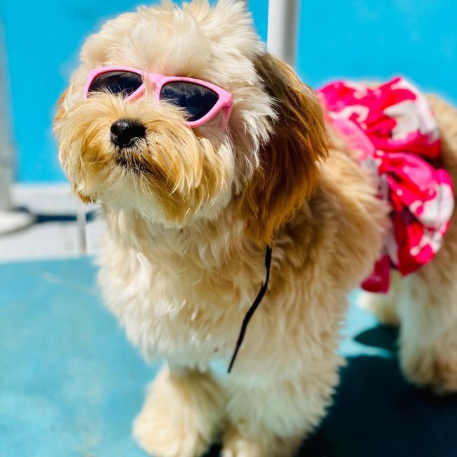 Dog in a Floral Dog Bikini