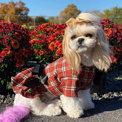 Shih Tzu and Young Children: Community Safety Considerations