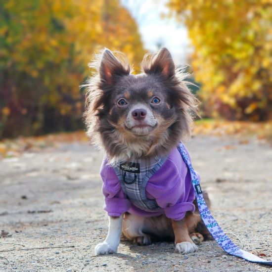 Pomeranian vs Chihuahua: Which Small Dog is Right for You?