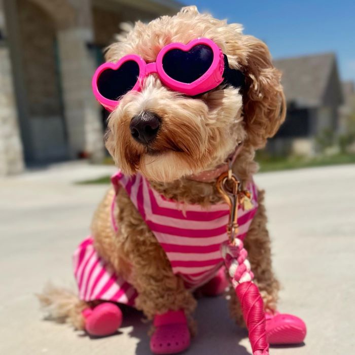 Cavapoo in a 2 Piece Summer Dog Dress