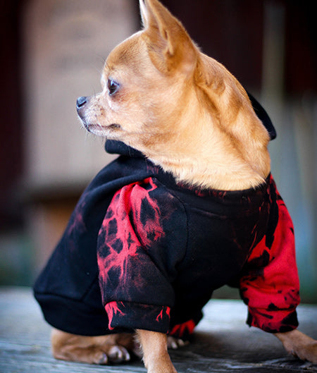 Chihuahua 2024 designer clothes