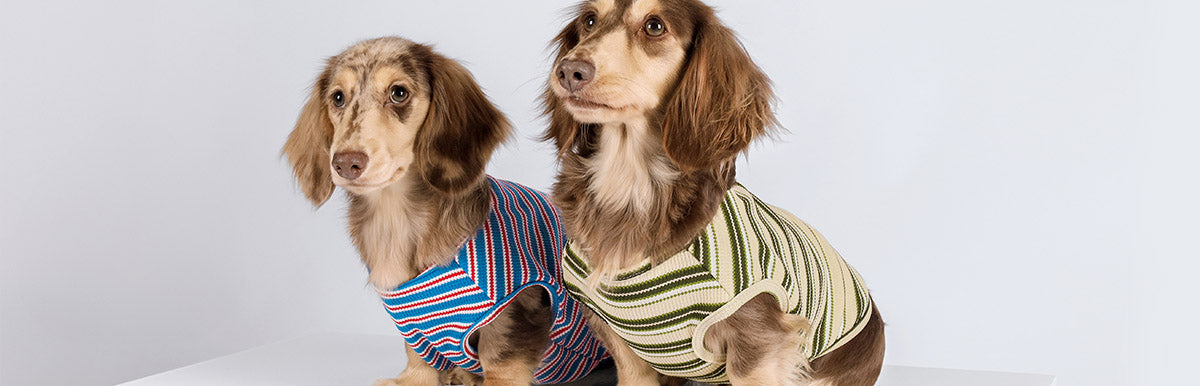 Long Haired Dachshunds in Striped Dog Shirts - Dog Stripe T Shirt - Fitwarm Dog Clothes