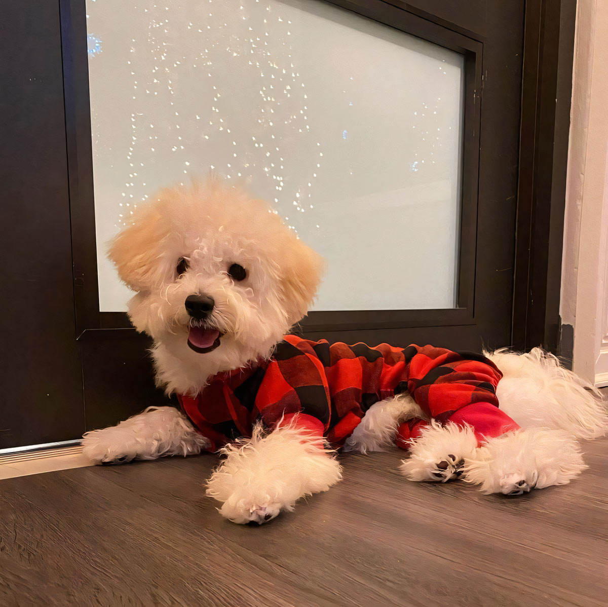 Cockapoo outfits best sale