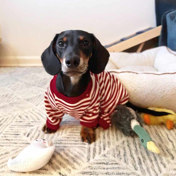 Pajamas with clearance dachshunds on them