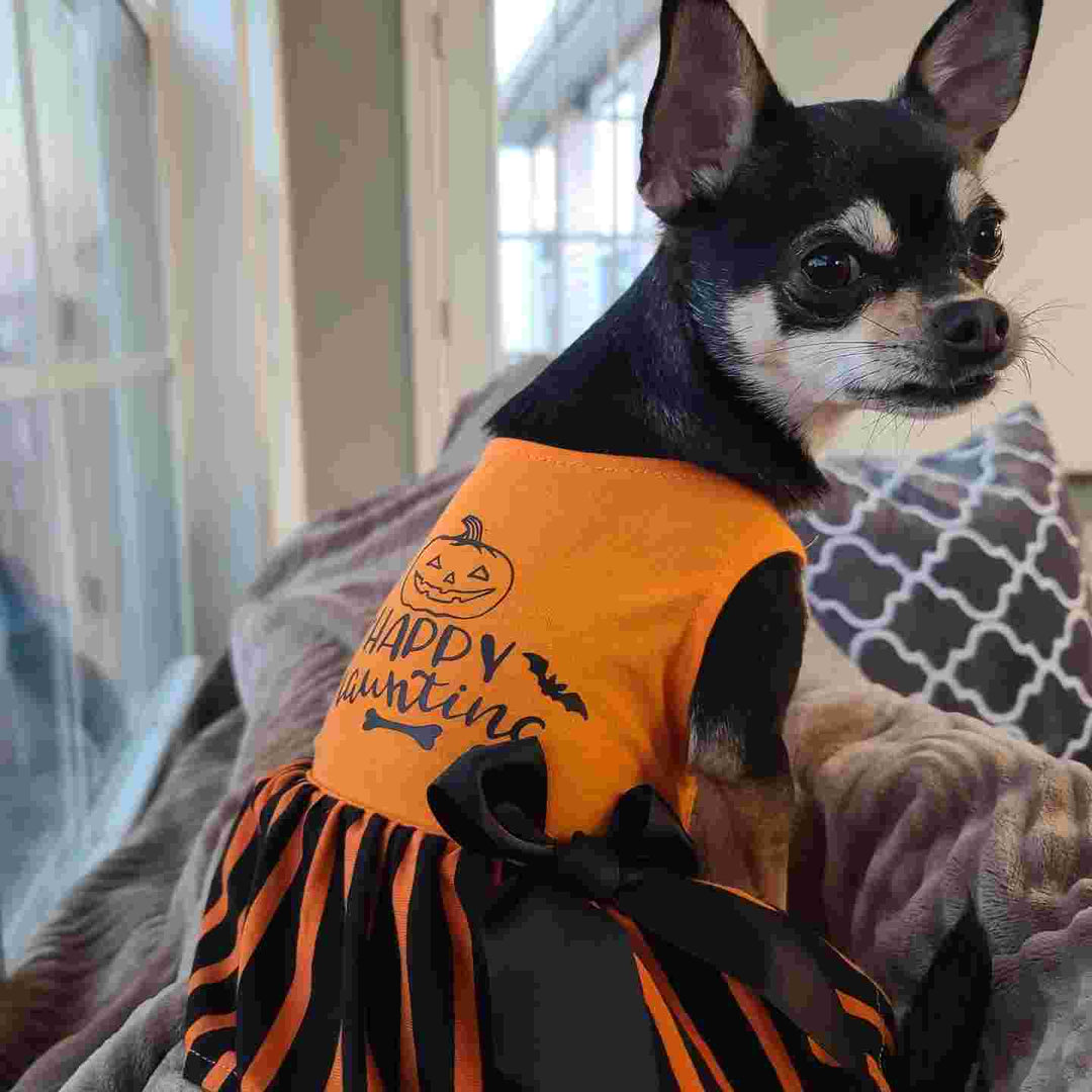 Hocus Pocus Y'ALL Halloween Tulle Dog Dress - Fitwarm