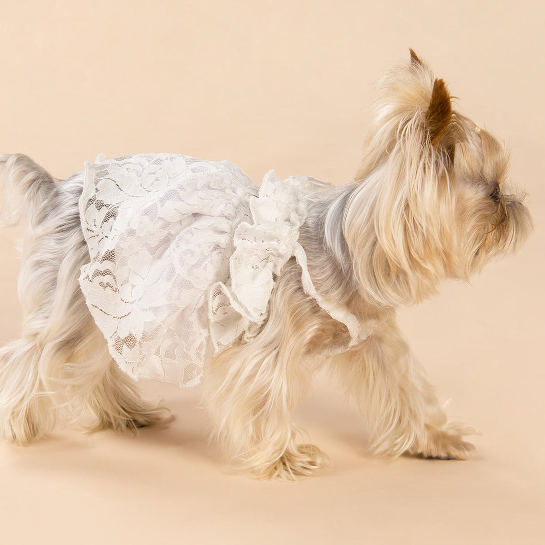 Boho Summer Dog Dress for Yorkie - Fitwarm Dog Clothes