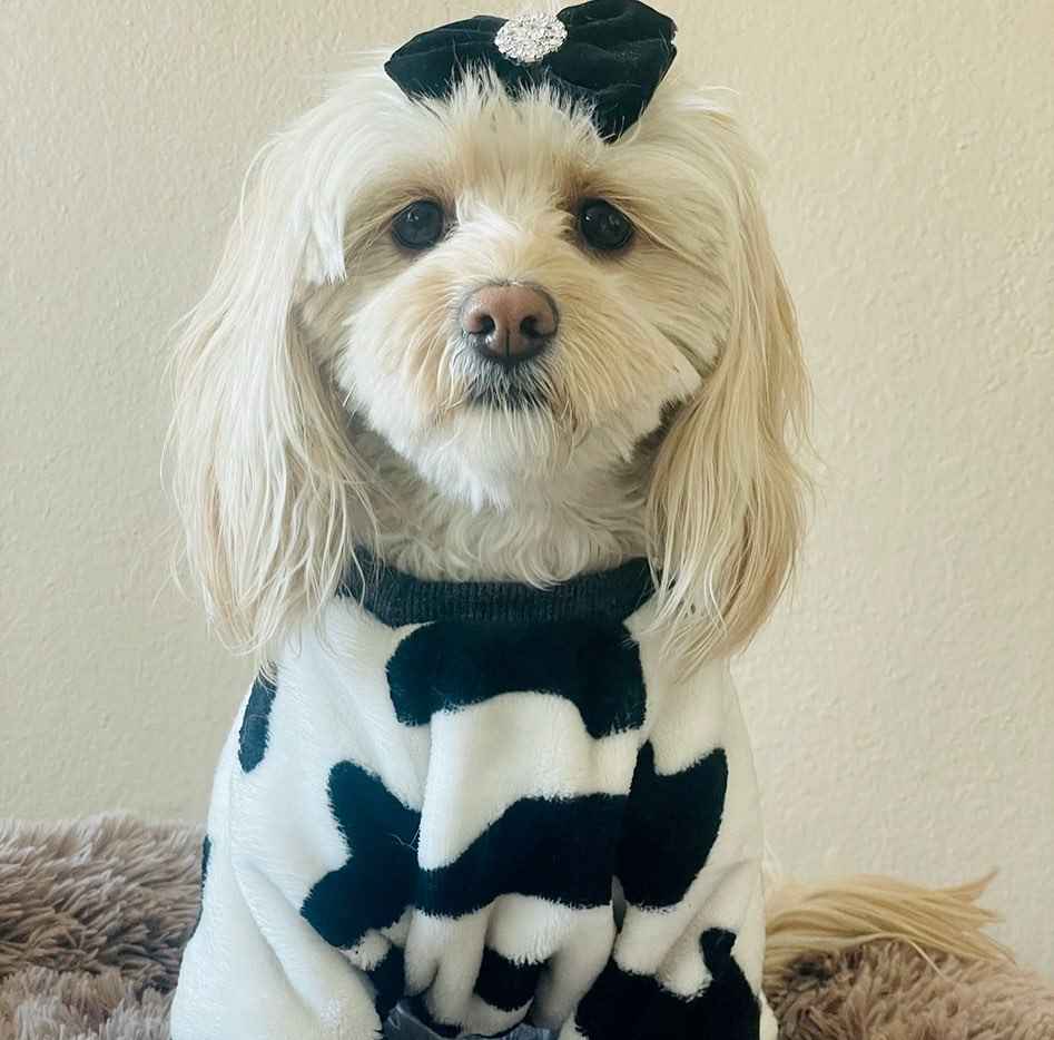 Dog Halloween Costumes - Spooky Collection - Fitwarm