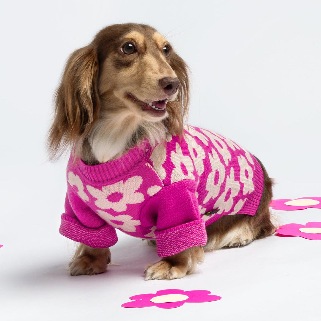 Dachshund in a Pink Floral Winter Dog Sweater - Fitwarm Dog Clothes